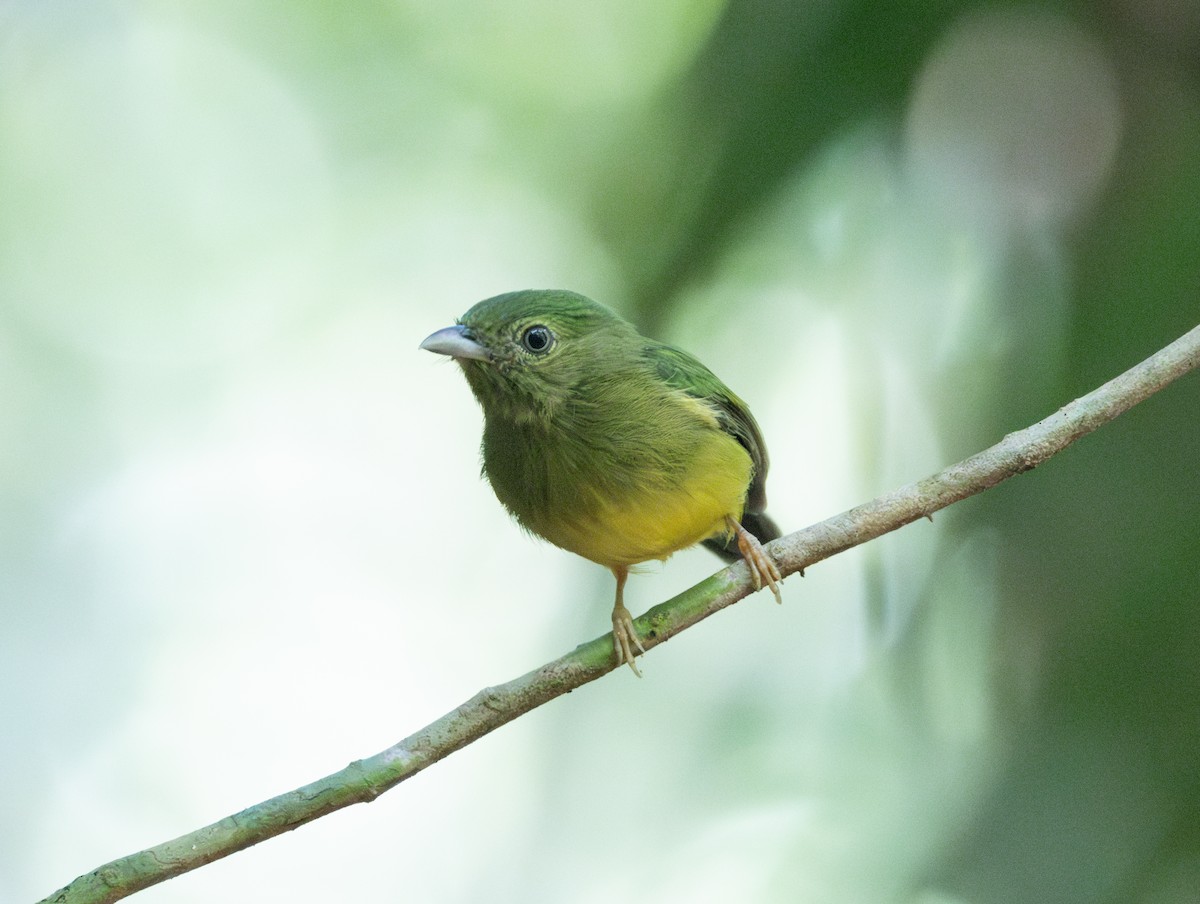 Manakin à tête d'opale - ML620186303