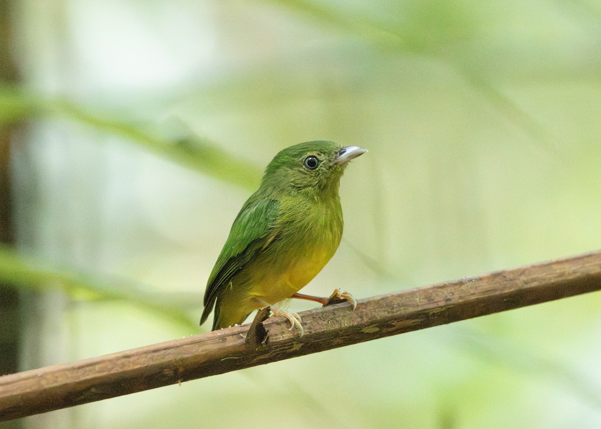 Opal-crowned Manakin - Silvia Faustino Linhares