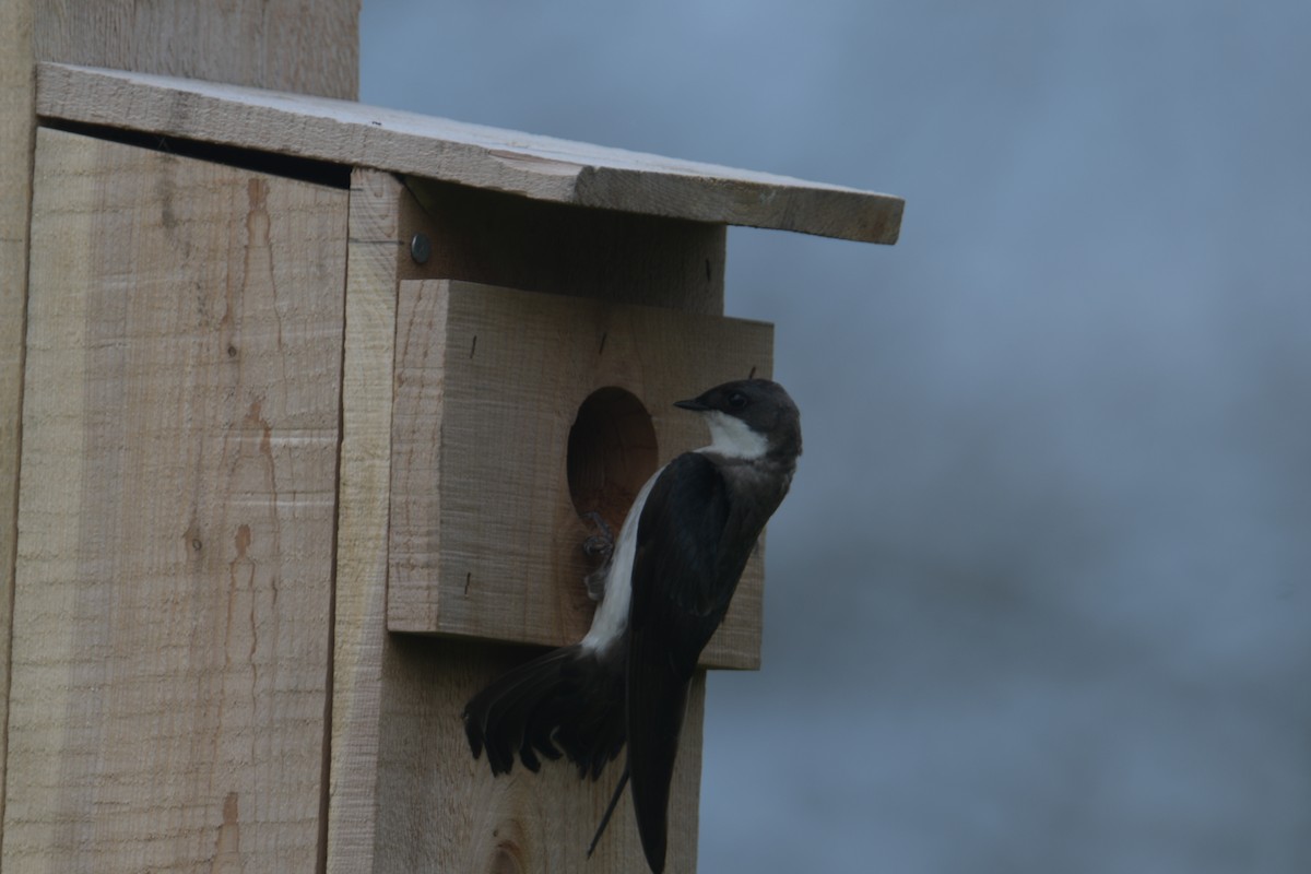 Tree Swallow - ML620186314