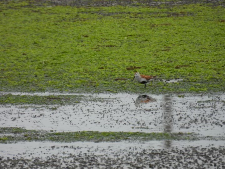 Dunlin - ML620186315