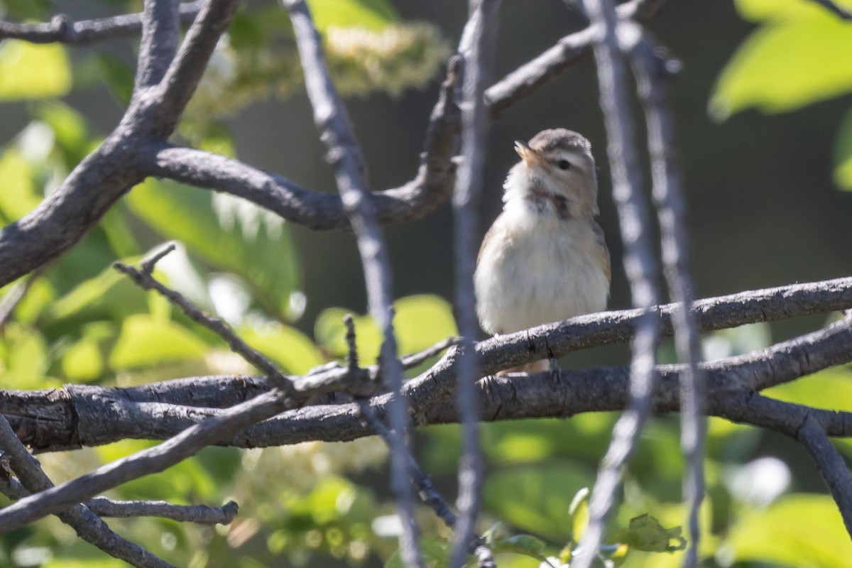 Warbling Vireo - Dan Ellison