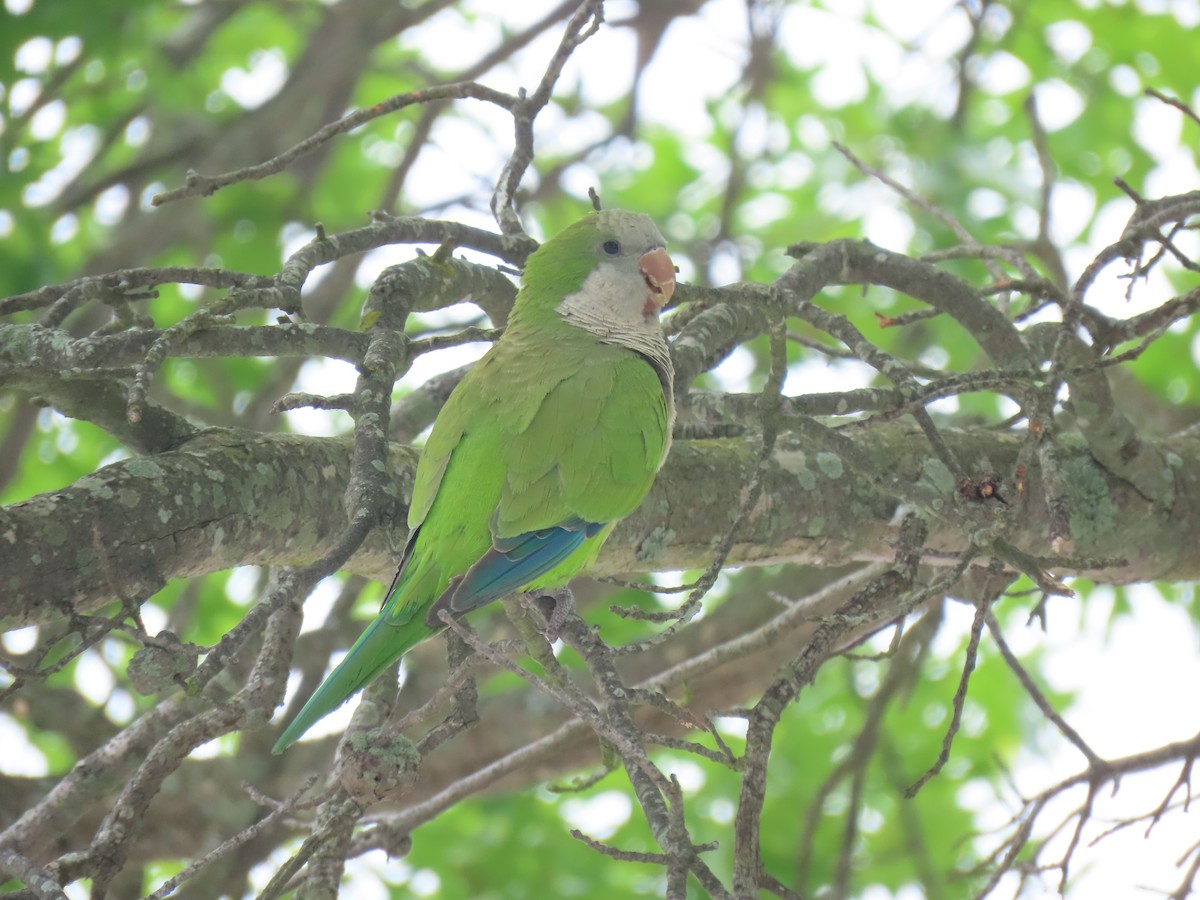 Monk Parakeet - ML620186323