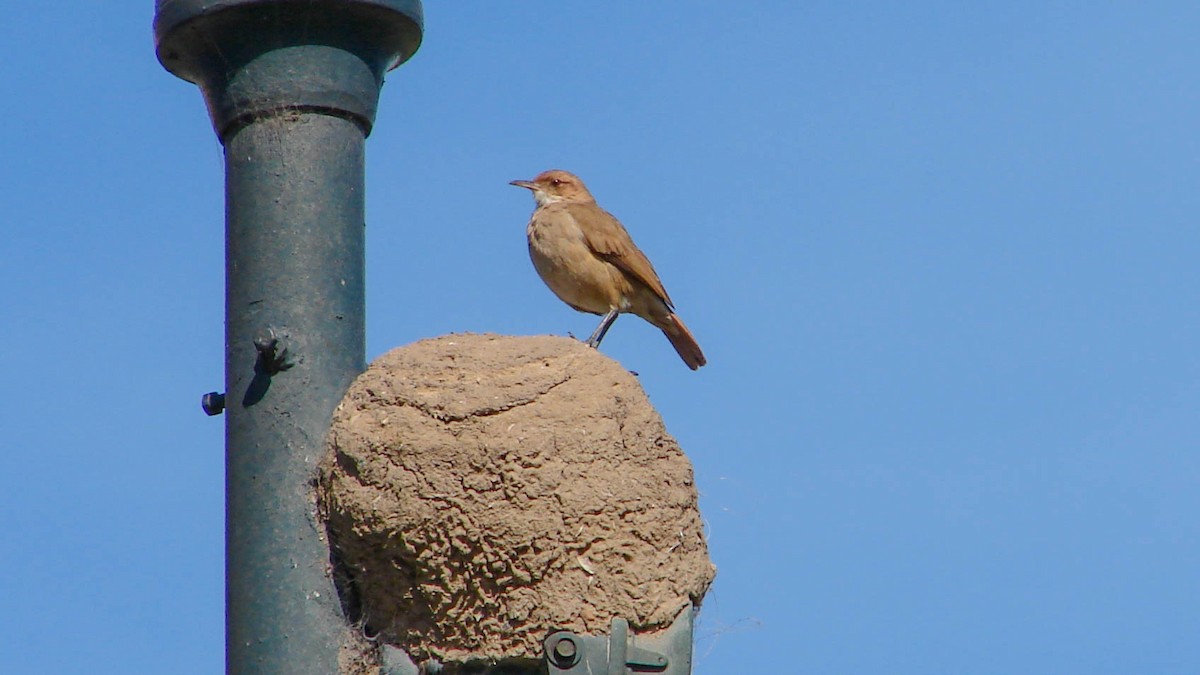 Rufous Hornero - ML620186326