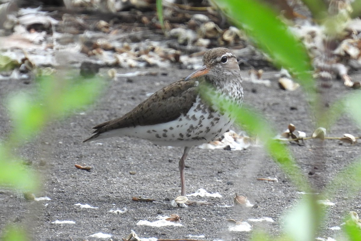 Spotted Sandpiper - ML620186327