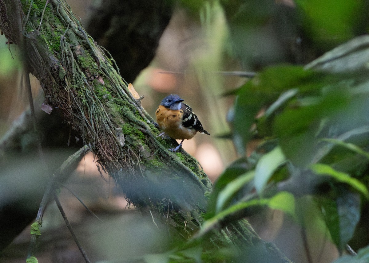 Spot-backed Antbird - ML620186330