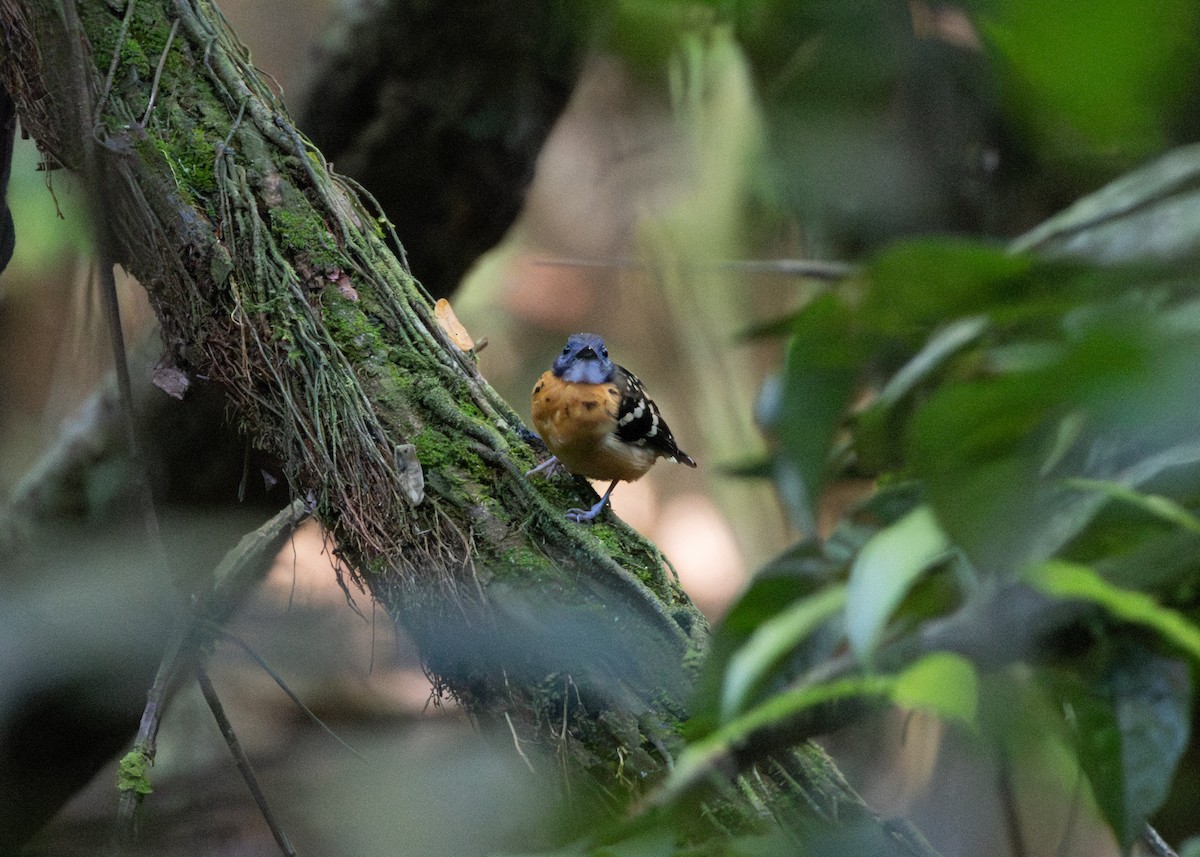 Spot-backed Antbird - ML620186331