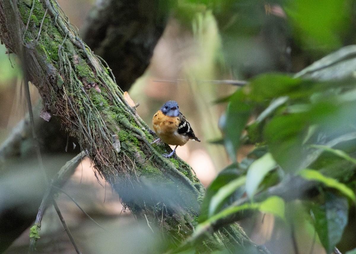 Spot-backed Antbird - ML620186332