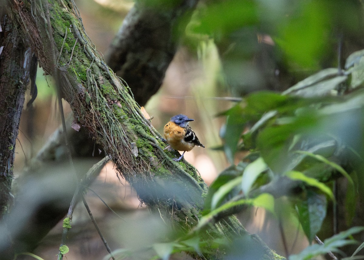 Spot-backed Antbird - ML620186333