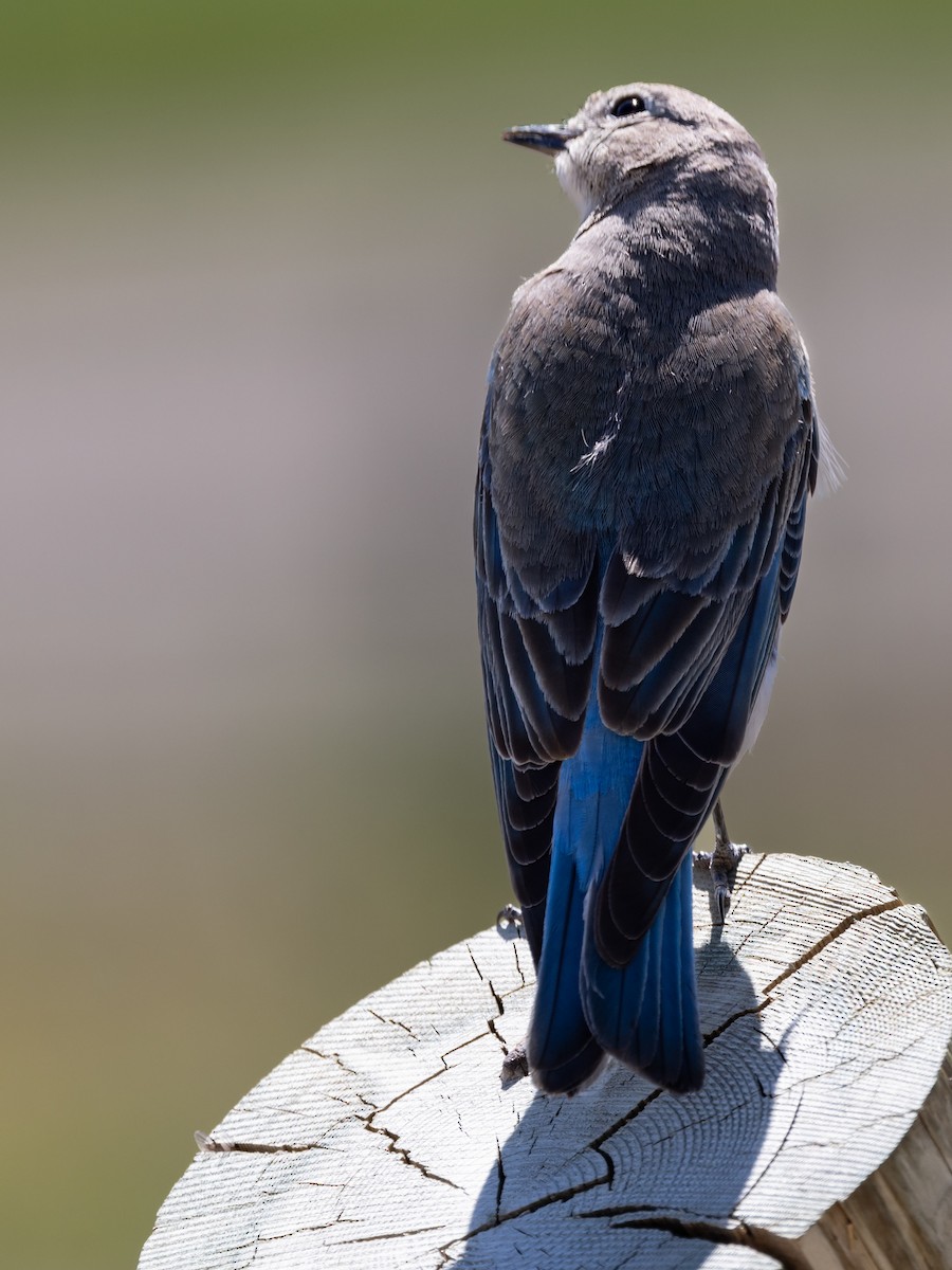 Mountain Bluebird - ML620186359