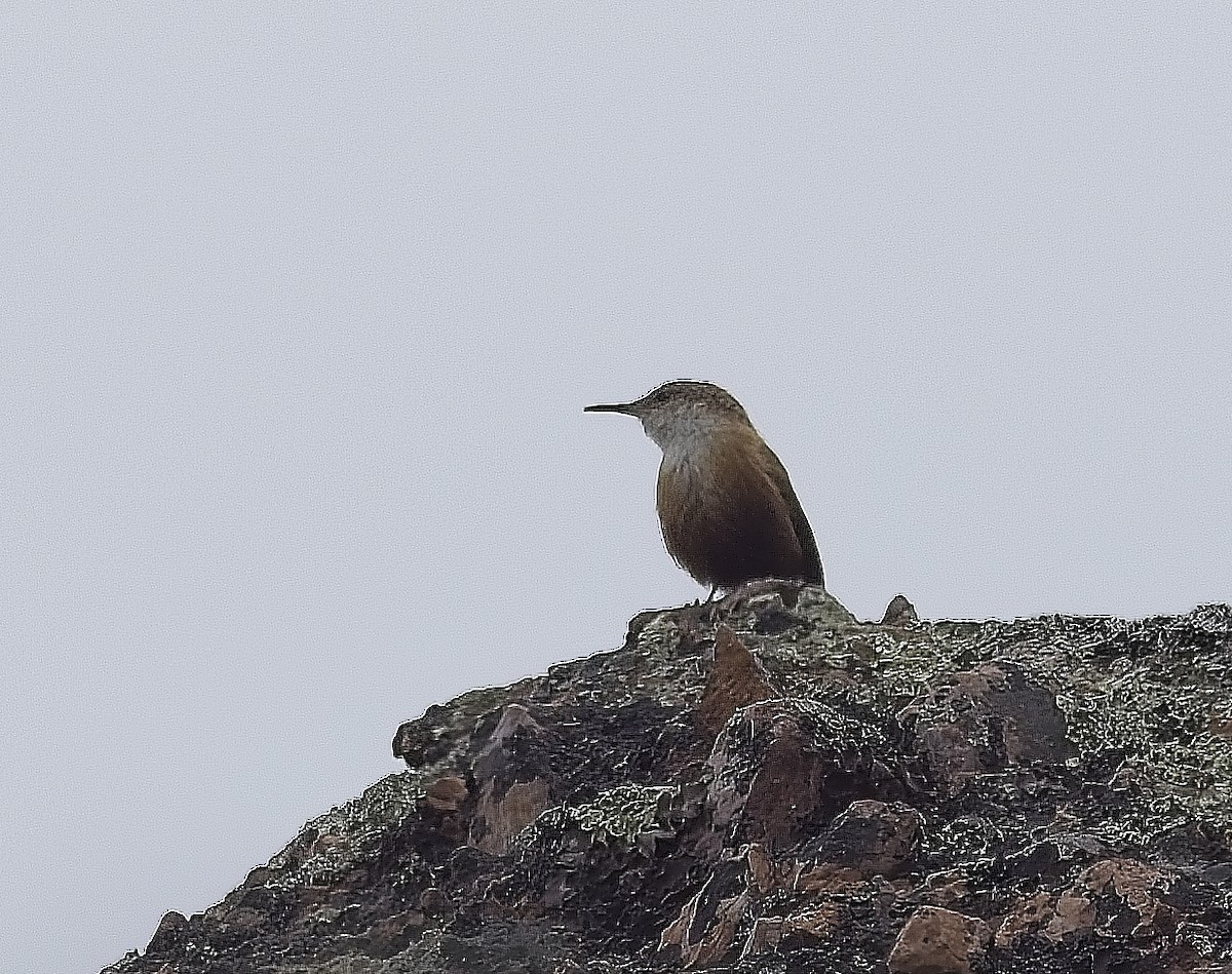 Canyon Wren - ML620186361