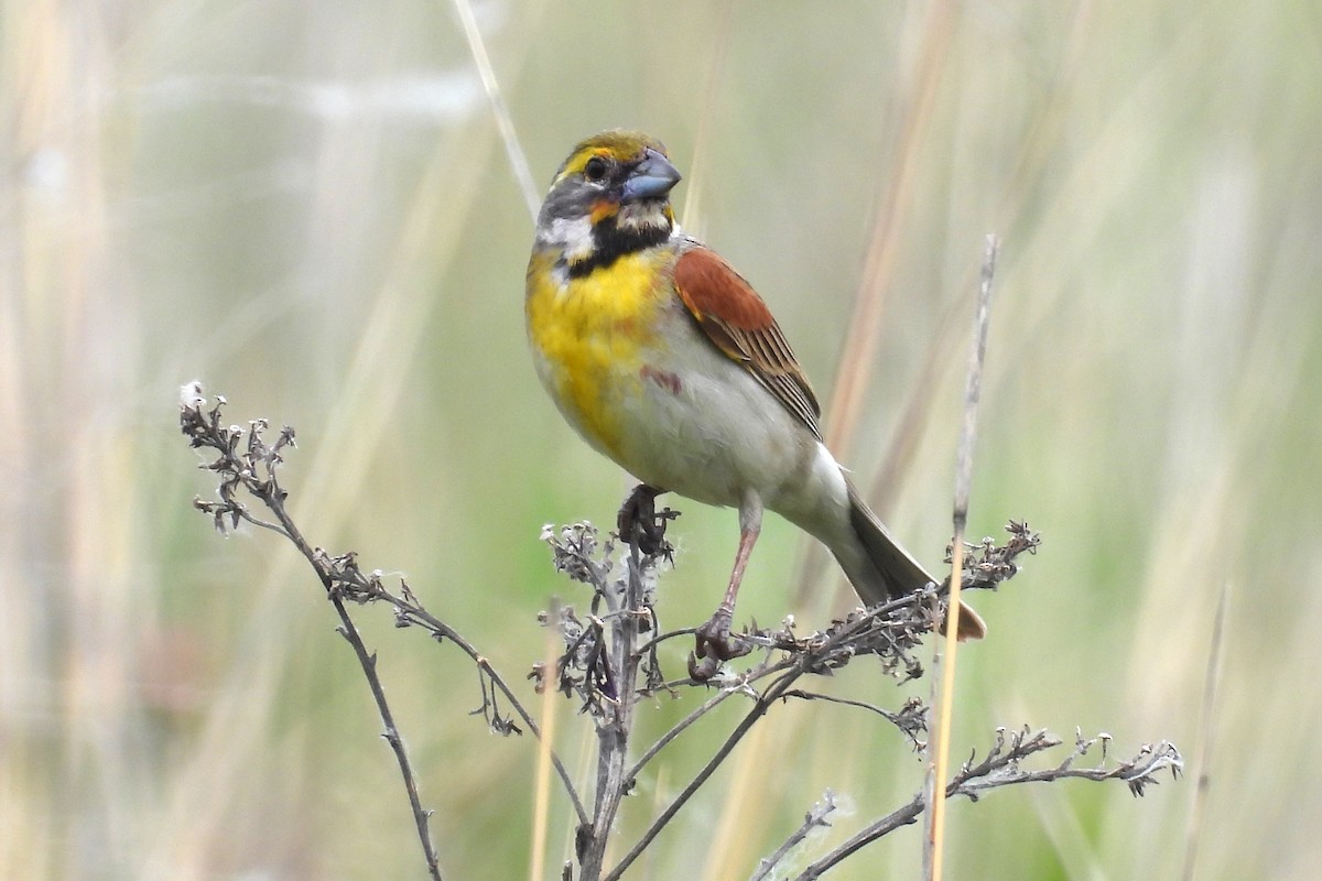 Dickcissel - ML620186363