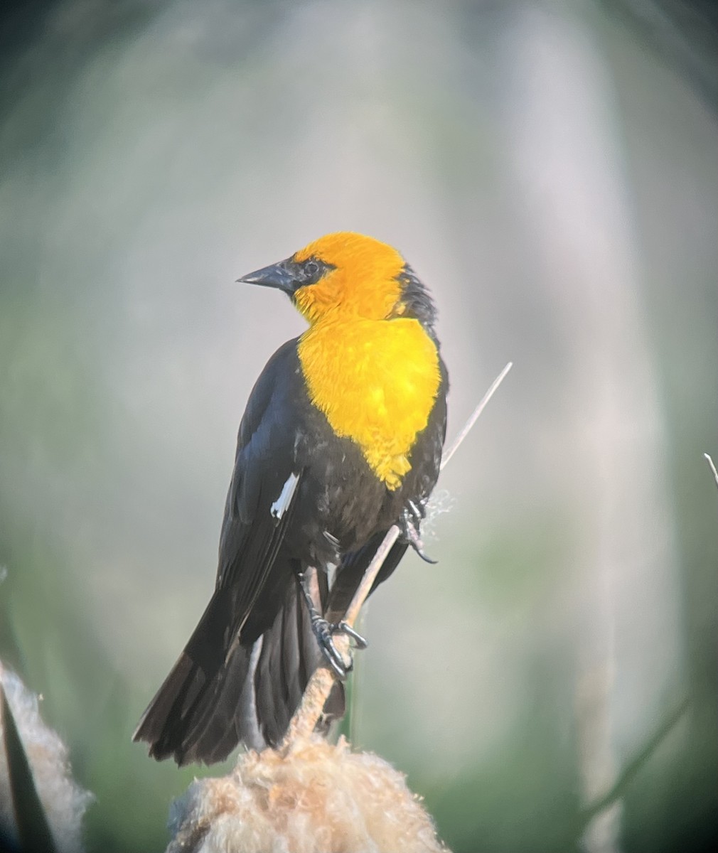 Yellow-headed Blackbird - ML620186370