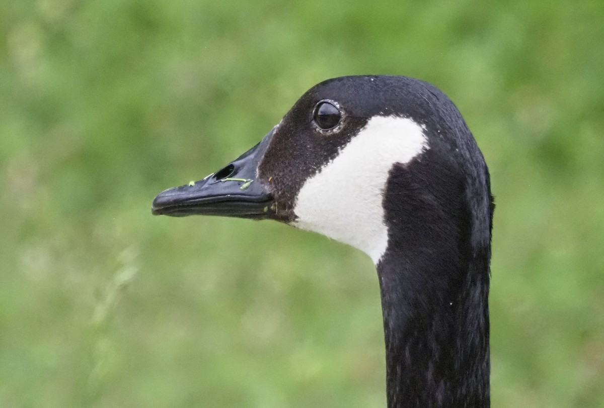 Canada Goose - ML620186380