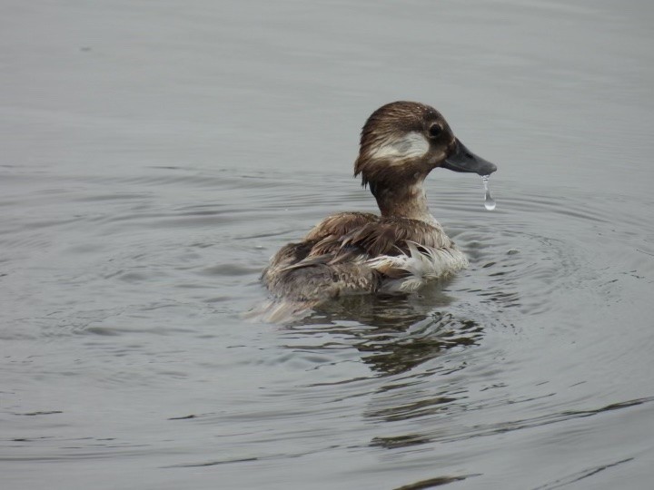 Bufflehead - ML620186383