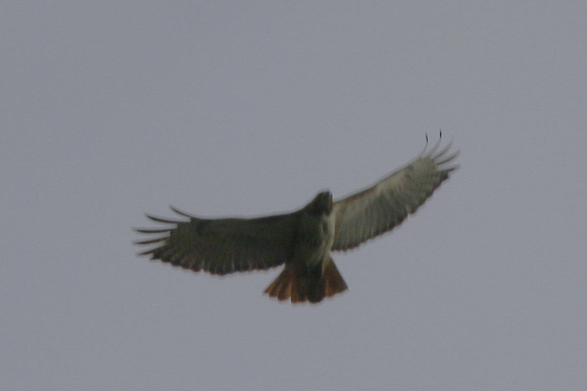 Red-tailed Hawk - ML620186386