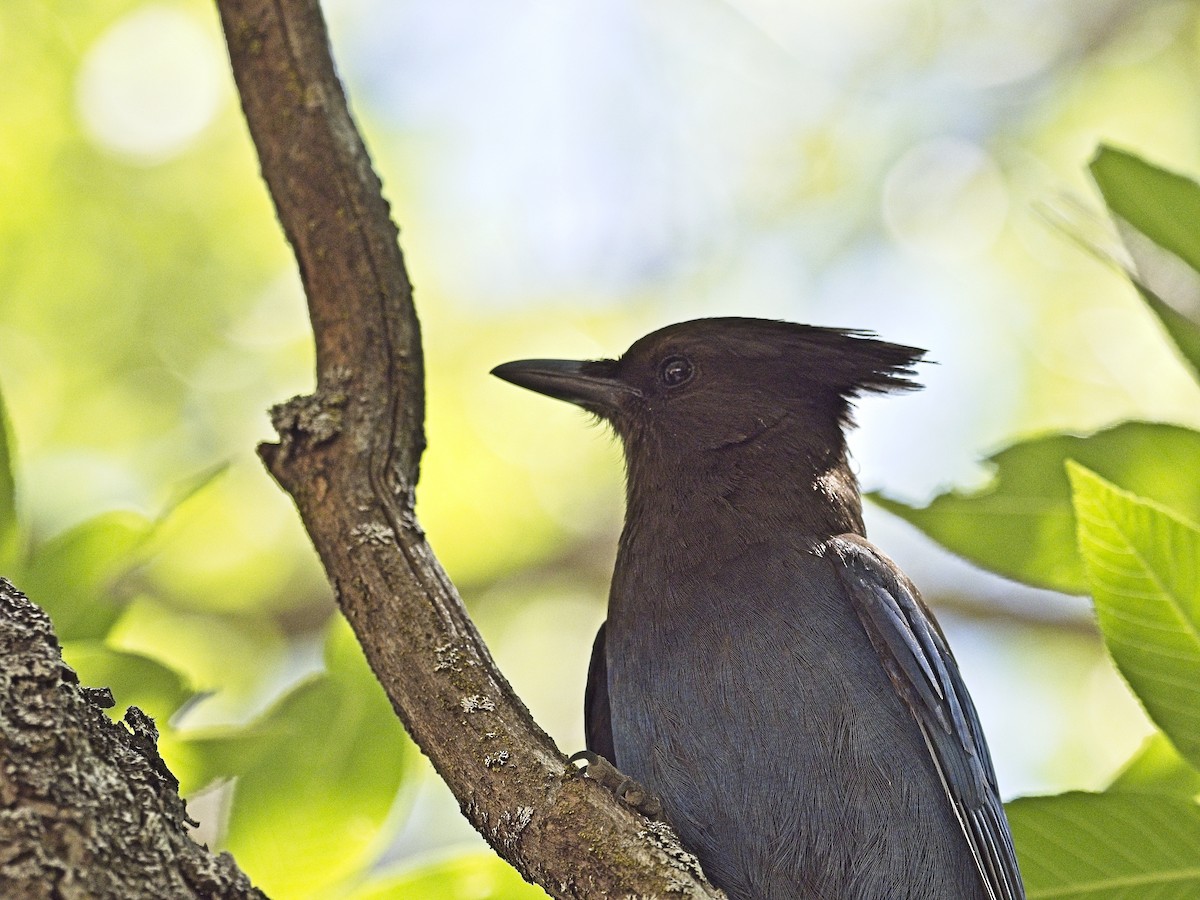 Steller's Jay - ML620186389