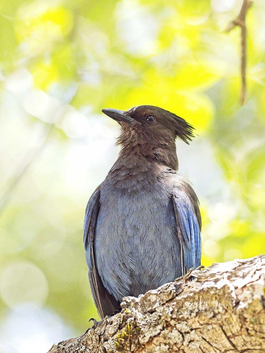 Steller's Jay - ML620186392