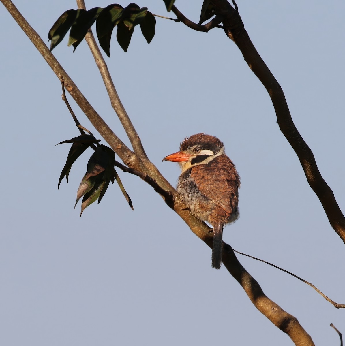 White-eared Puffbird - ML620186400