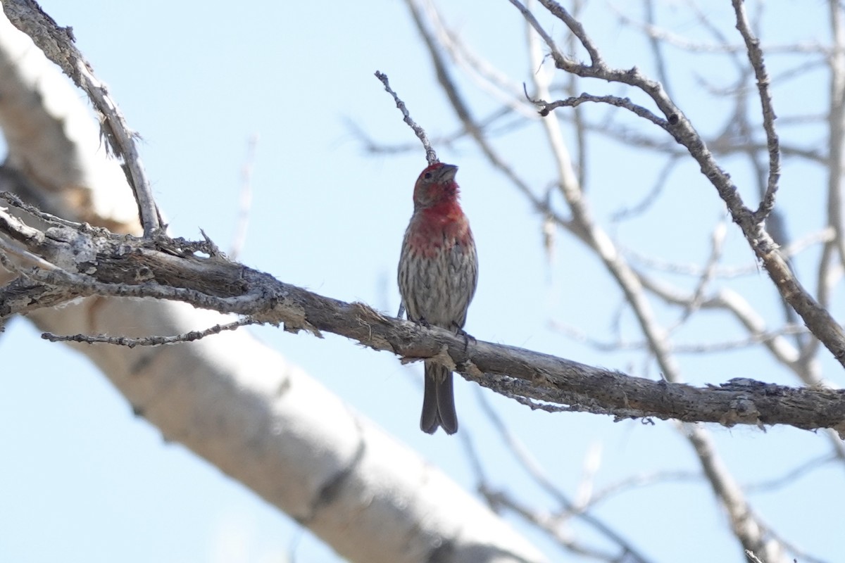 House Finch - ML620186409