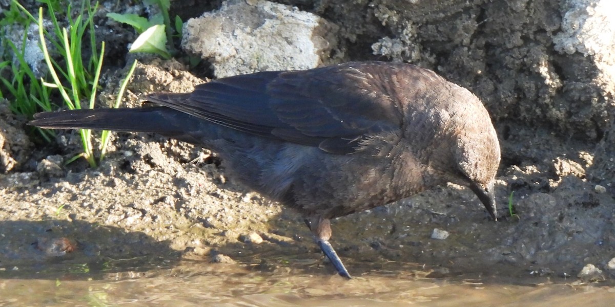 Brewer's Blackbird - ML620186420