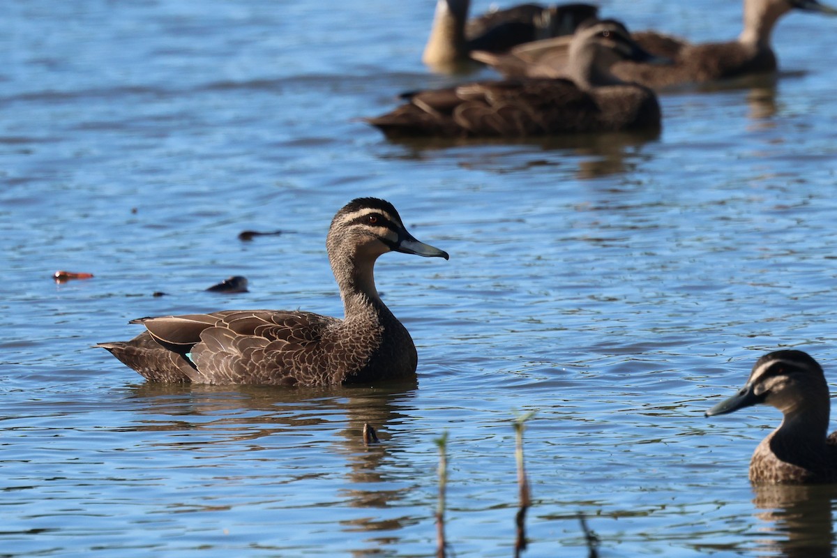 Canard à sourcils - ML620186422