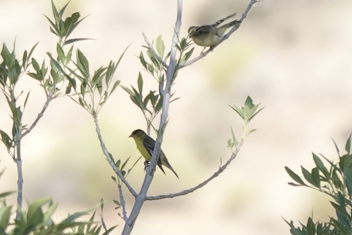 Lesser Goldfinch - ML620186424