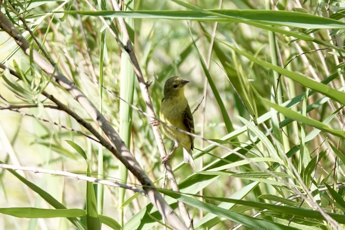 Lesser Goldfinch - ML620186426