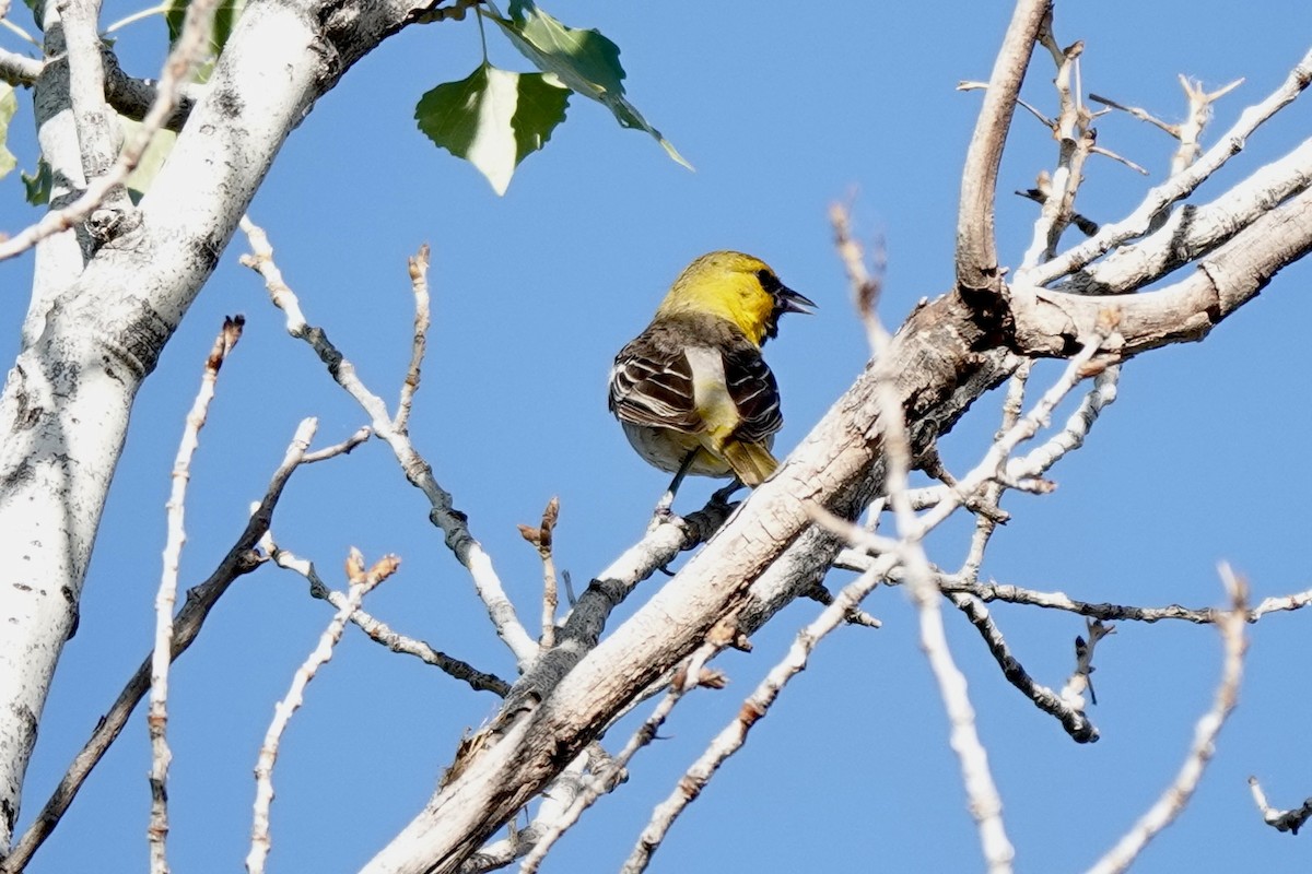 Bullock's Oriole - ML620186434