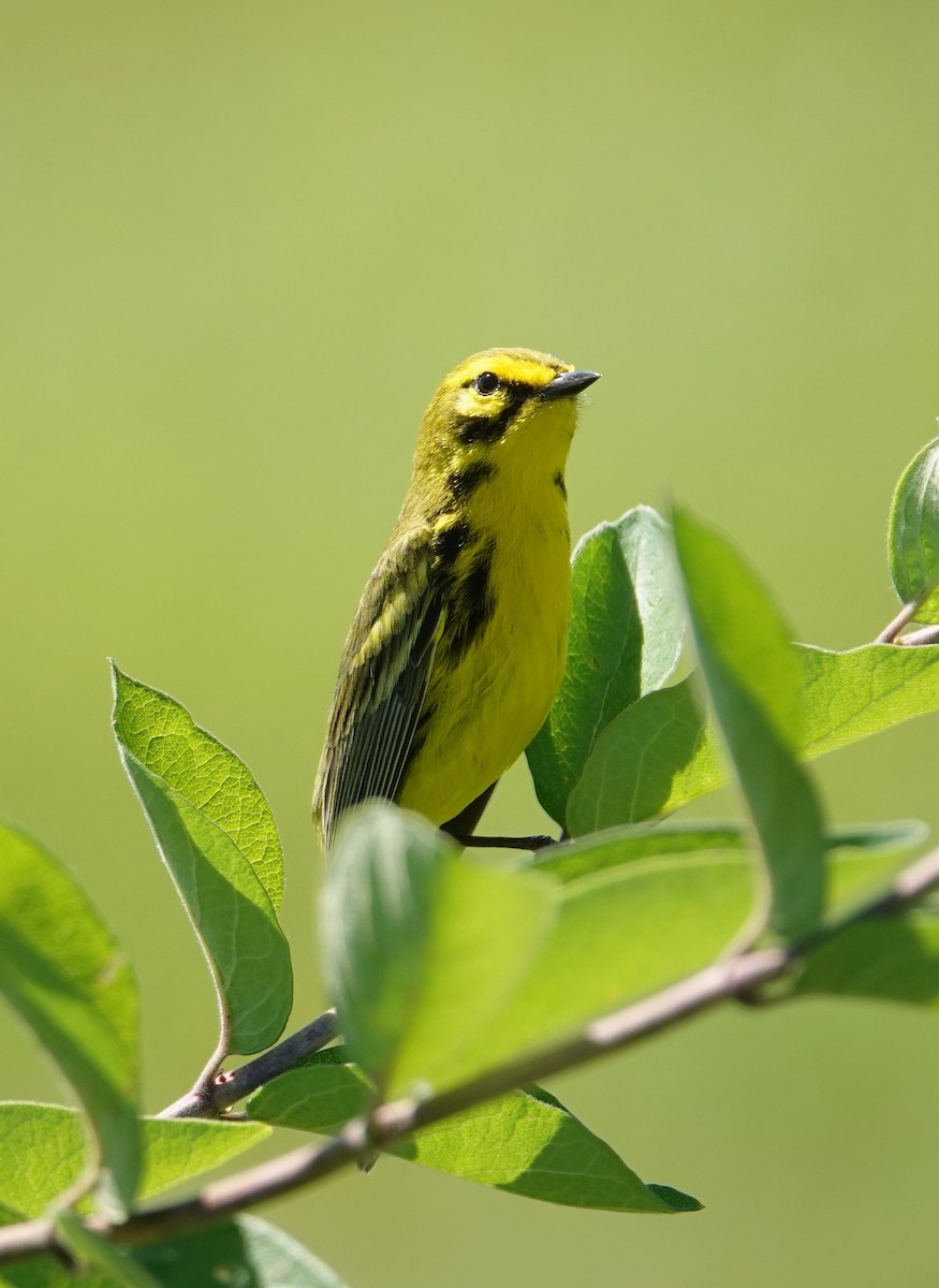 Prairie Warbler - ML620186442