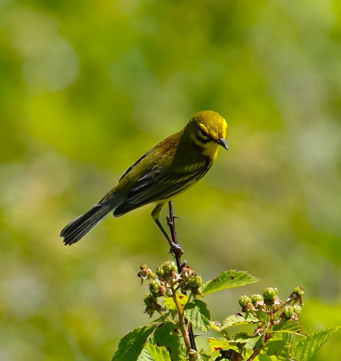 Prairie Warbler - Brian Lineaweaver