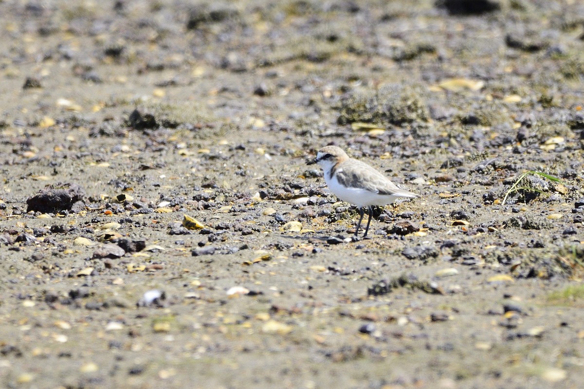 Red-capped Plover - ML620186451