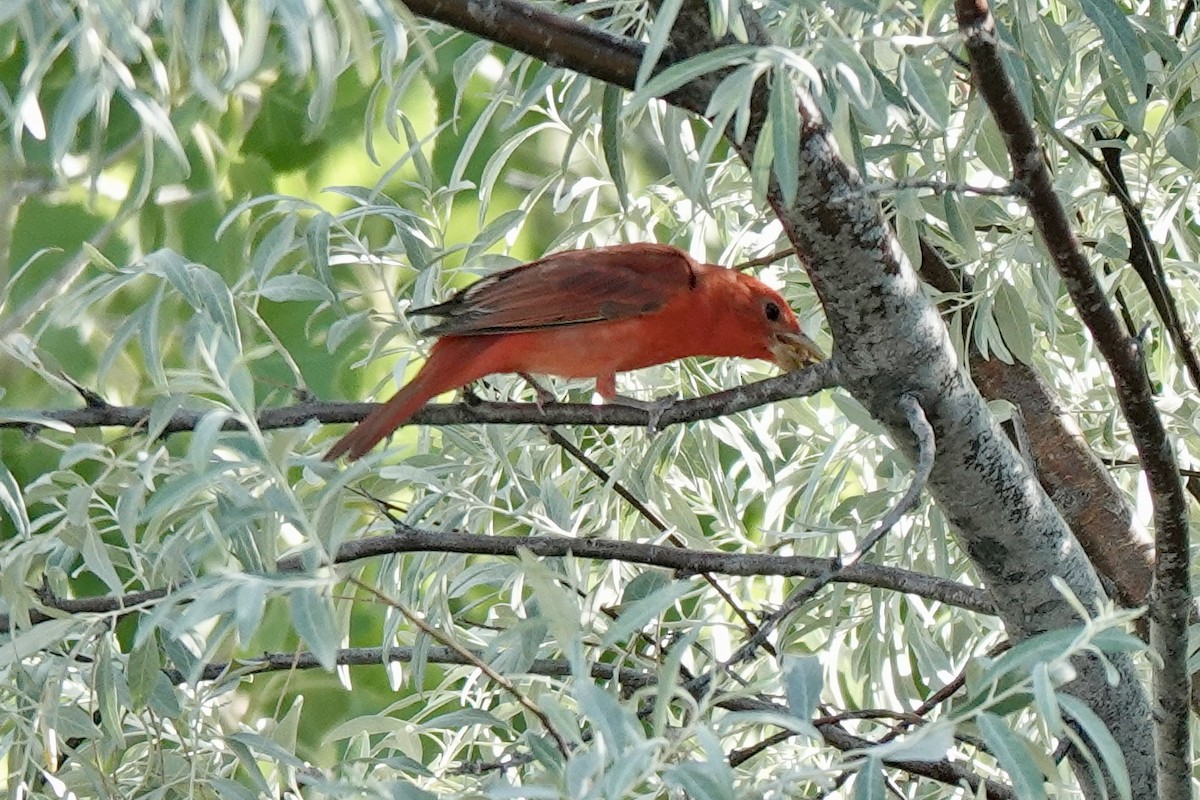 Summer Tanager - ML620186453