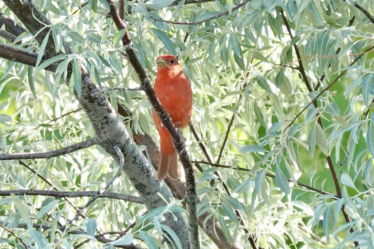 Summer Tanager - ML620186454