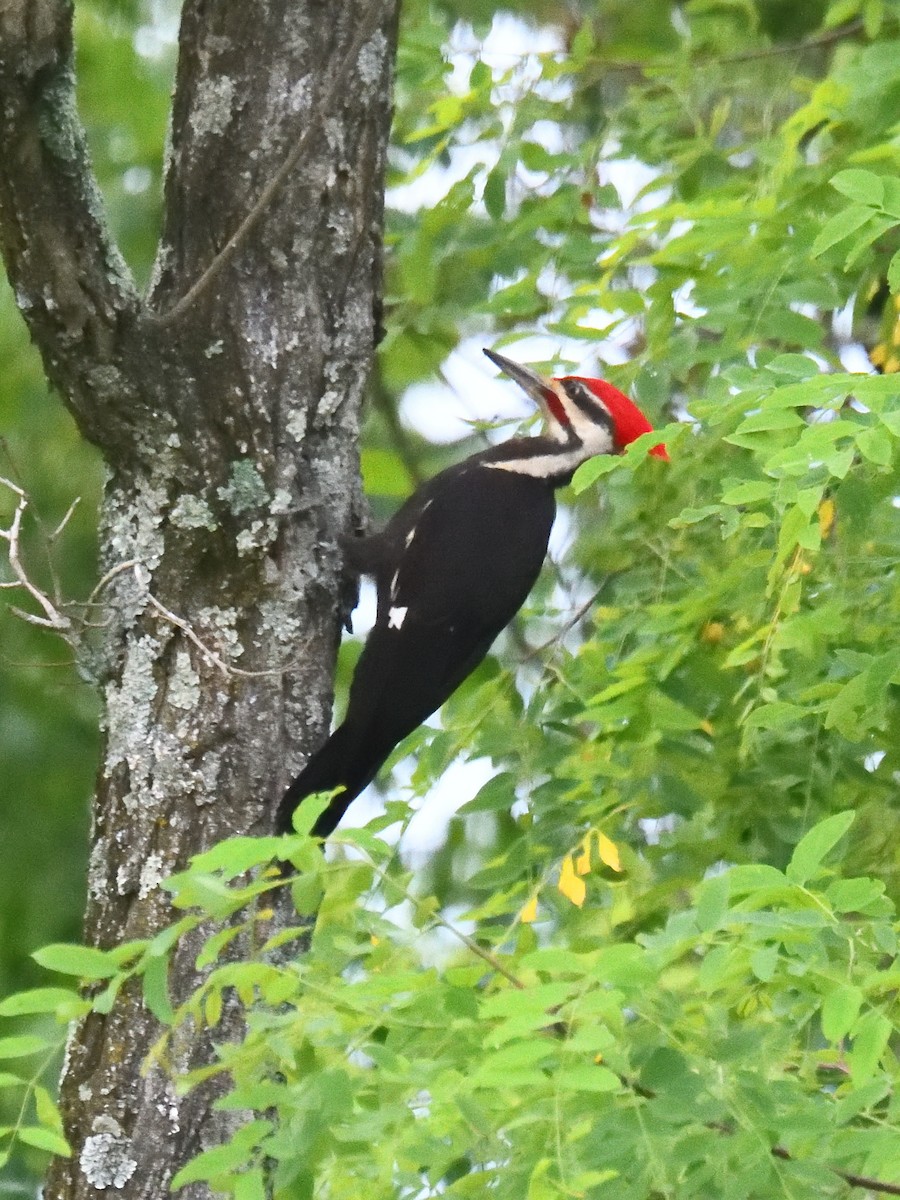 Pileated Woodpecker - Dan Edelen