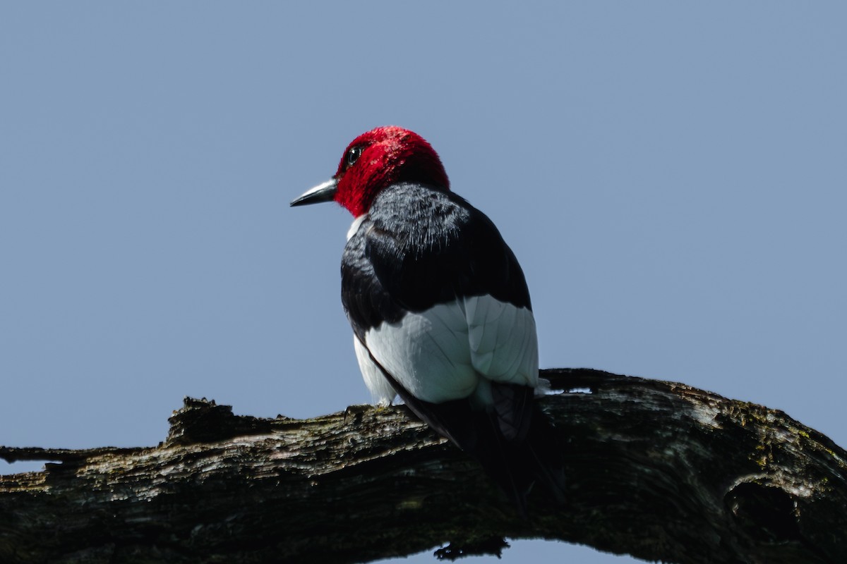 Red-headed Woodpecker - ML620186462