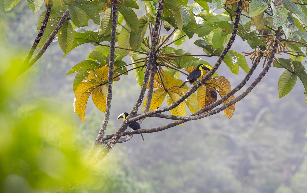 Yellow-throated Toucan - ML620186469