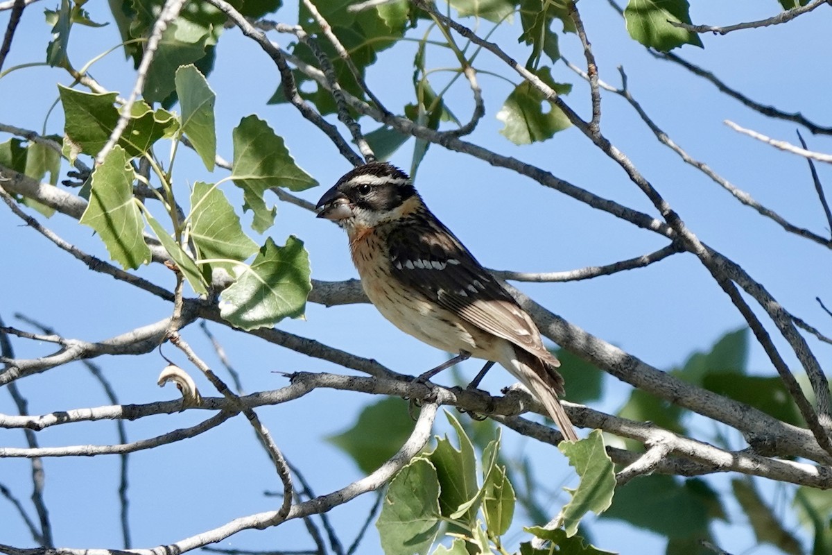 Black-headed Grosbeak - ML620186475