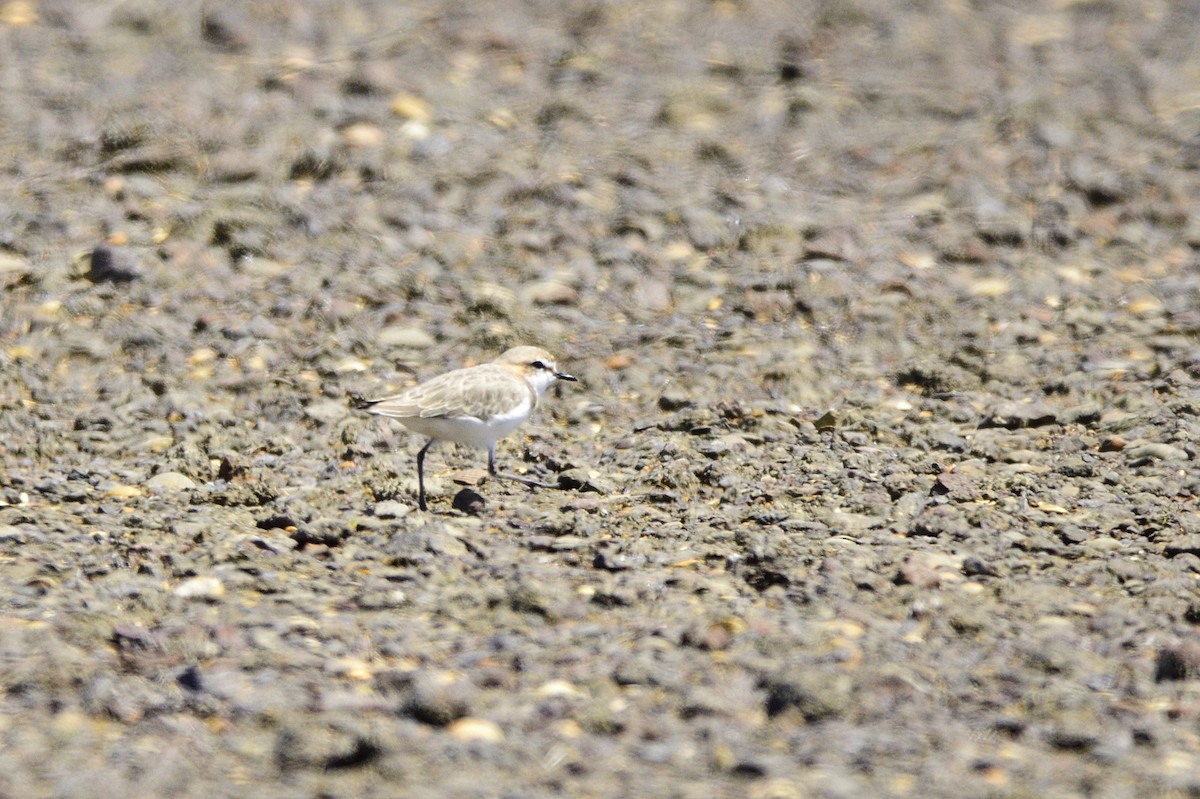 Red-capped Plover - ML620186476