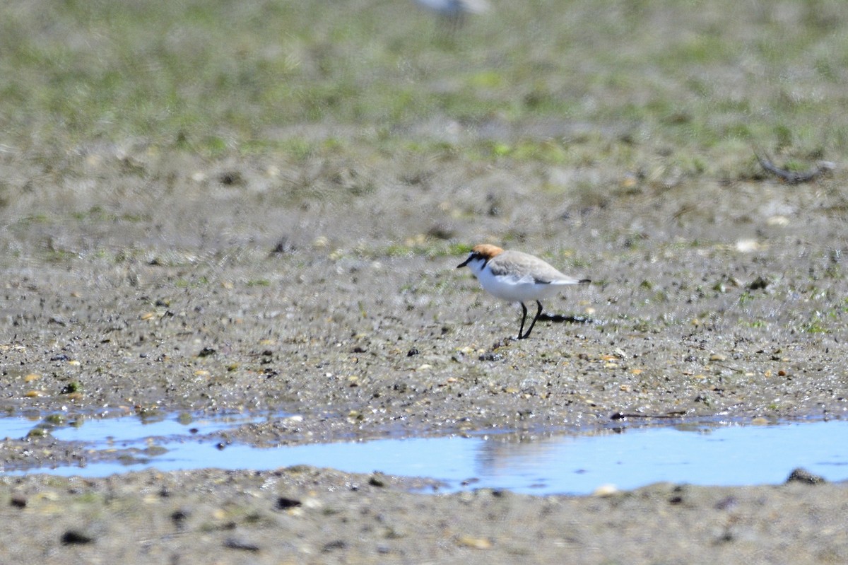 Red-capped Plover - ML620186478