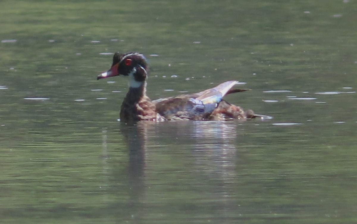 Wood Duck - ML620186485