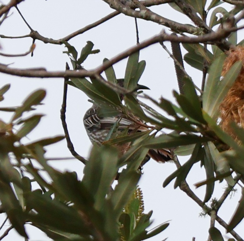 Red Wattlebird - ML620186490