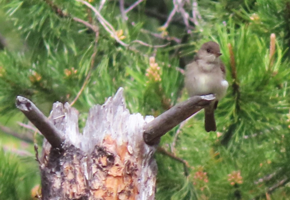 Western Wood-Pewee - ML620186492