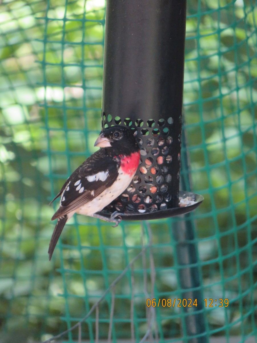 Cardinal à poitrine rose - ML620186504