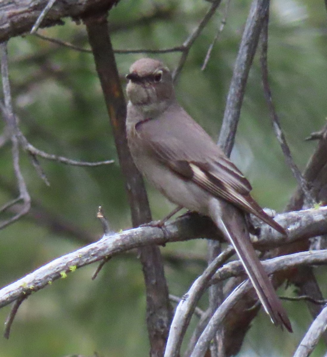 Townsend's Solitaire - ML620186513