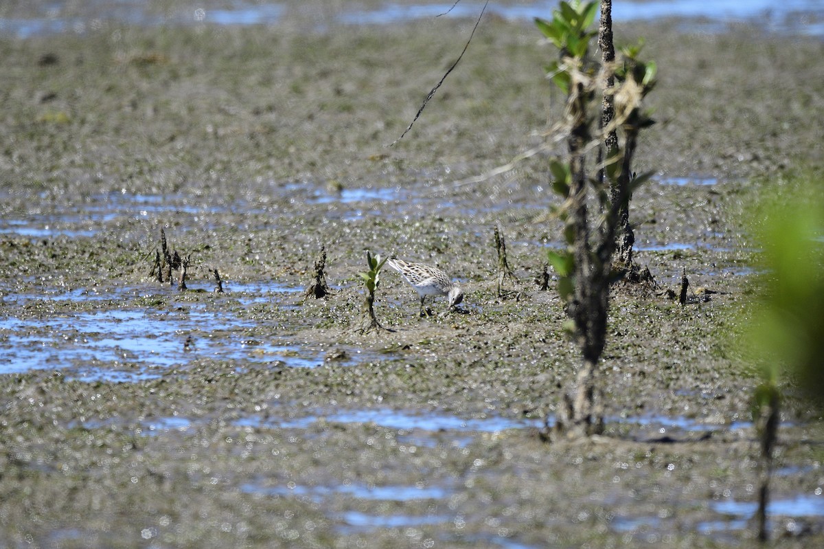 Sharp-tailed Sandpiper - ML620186523