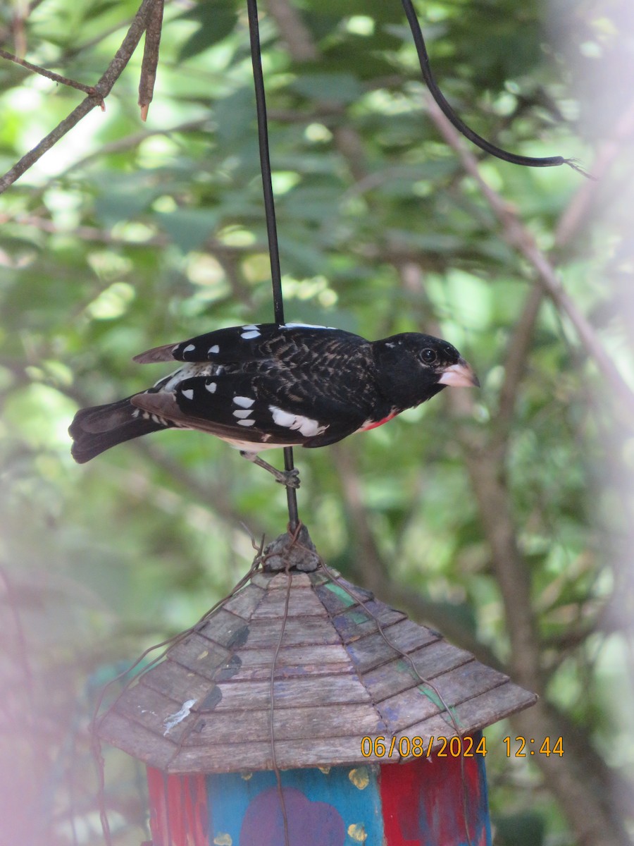 Rose-breasted Grosbeak - ML620186525