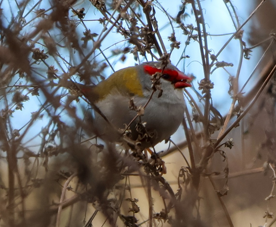 Red-browed Firetail - ML620186527