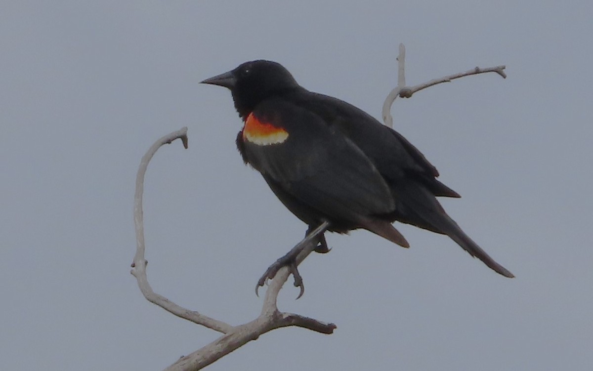 Red-winged Blackbird - ML620186529