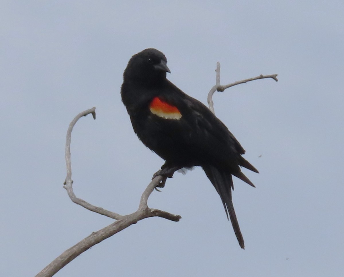 Red-winged Blackbird - ML620186530
