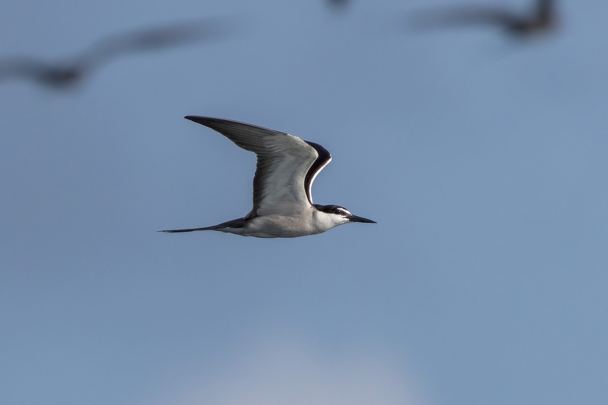 Bridled Tern - ML620186532